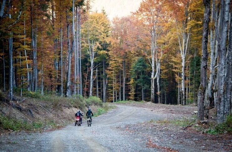 Rider riding in the forest