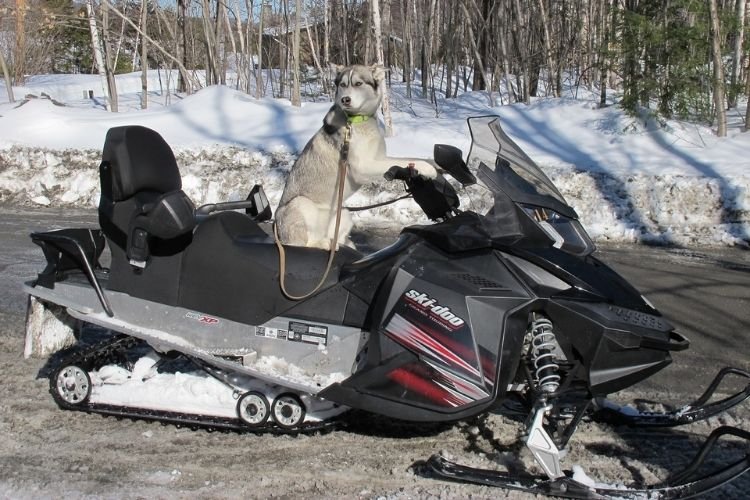 Skis on a snowmobile