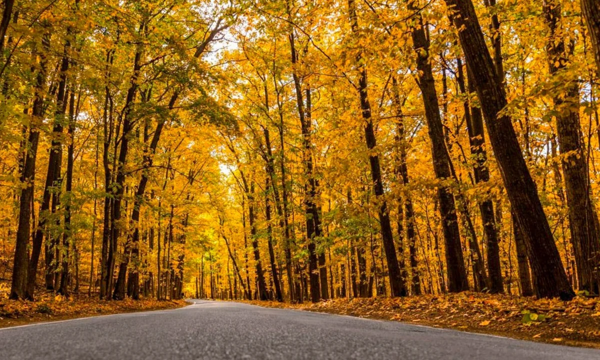 Tunnel of Trees – Michigan