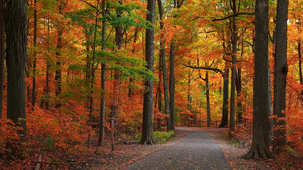 tunnel of trees michigan fall motorcycle